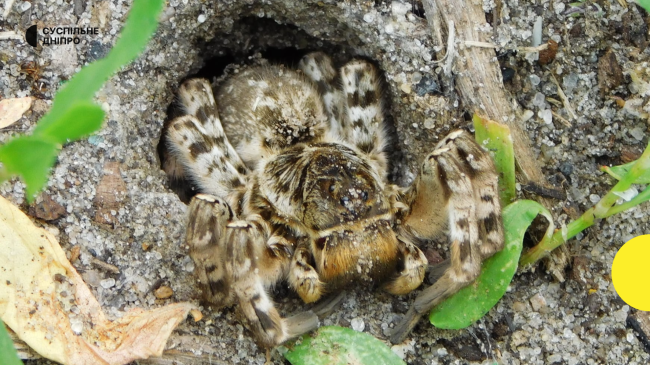На Рівненщині поселився тарантул (ВІДЕО)