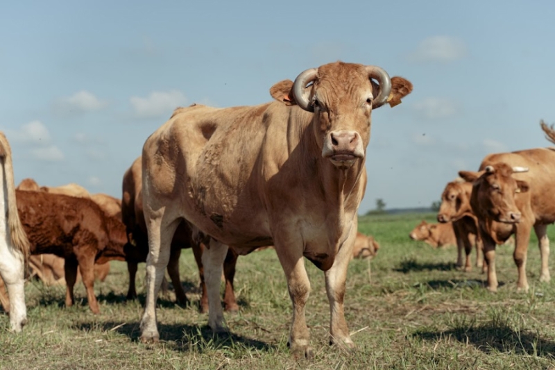 На Сумщині зафіксували випадок сказу у корови