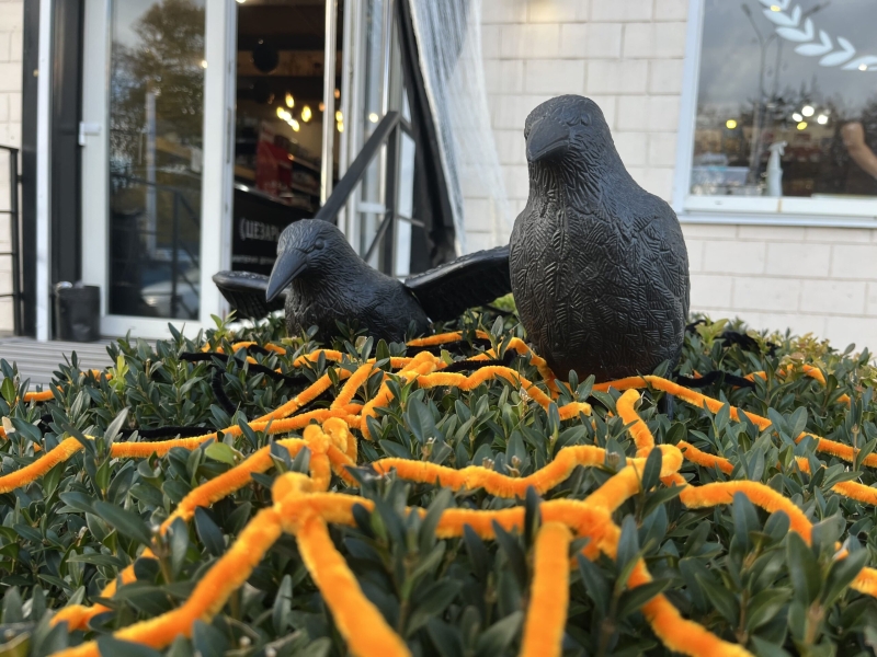 Полтава – в атмосфері Хелловіну: моторошні декорації, гарбузи та відьми на вулицях міста