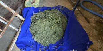 Шість кілограмів канабісу: на Миколаївщині викрили чоловіка, який вирощував коноплі для продажу, – ФОТО