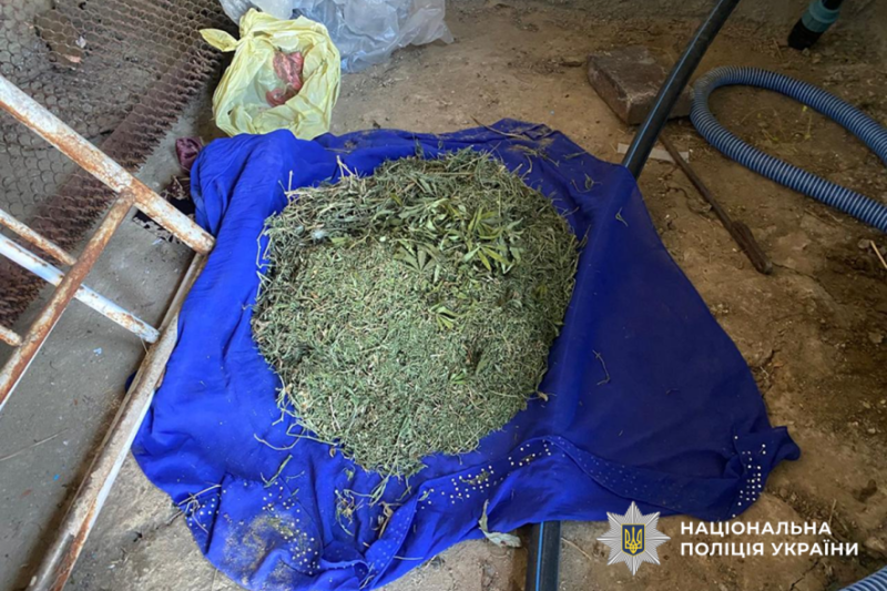 Шість кілограмів канабісу: на Миколаївщині викрили чоловіка, який вирощував коноплі для продажу, - ФОТО