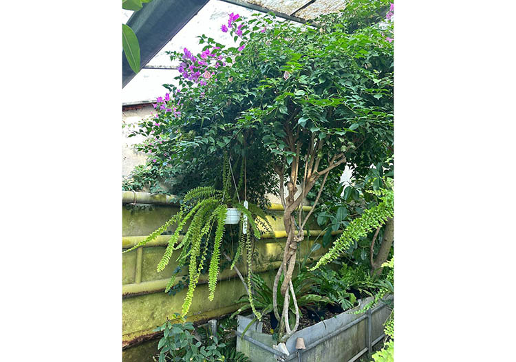 Сьогодні ювілей Ботанічного саду ДНУ