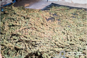 У двох жителів Рівного забрали наркотиків на 7,5 мільйонів гривень (ФОТО)