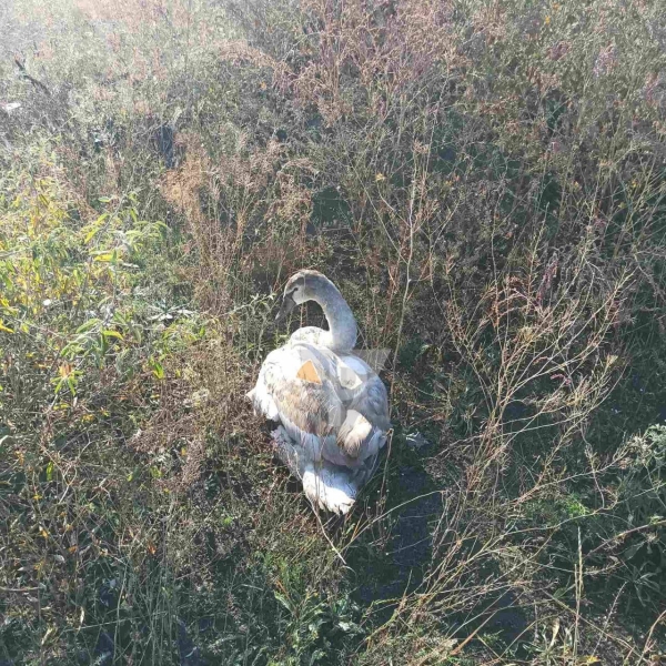 У Кривому Розі рятують травмованого лебедя, який заблукав в екосистемах