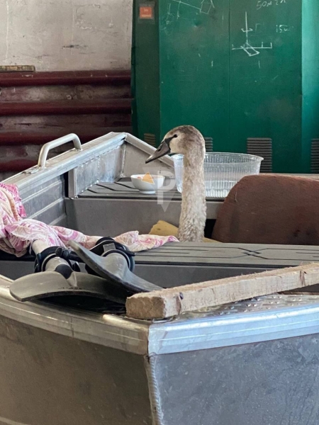 У Кривому Розі рятують травмованого лебедя, який заблукав в екосистемах