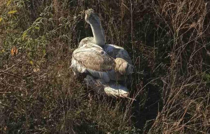 У Кривому Розі рятують травмованого лебедя, який заблукав в екосистемах