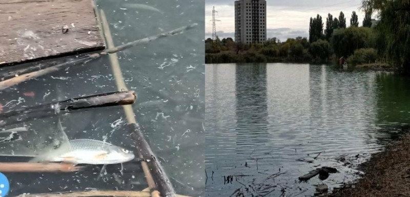 У водоймі на Миколаївщині знайшли мертву рибу: екологи назвали причину трагедії, - ФОТО