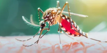 В Ісландії вперше виявили комарів через глобальне потепління