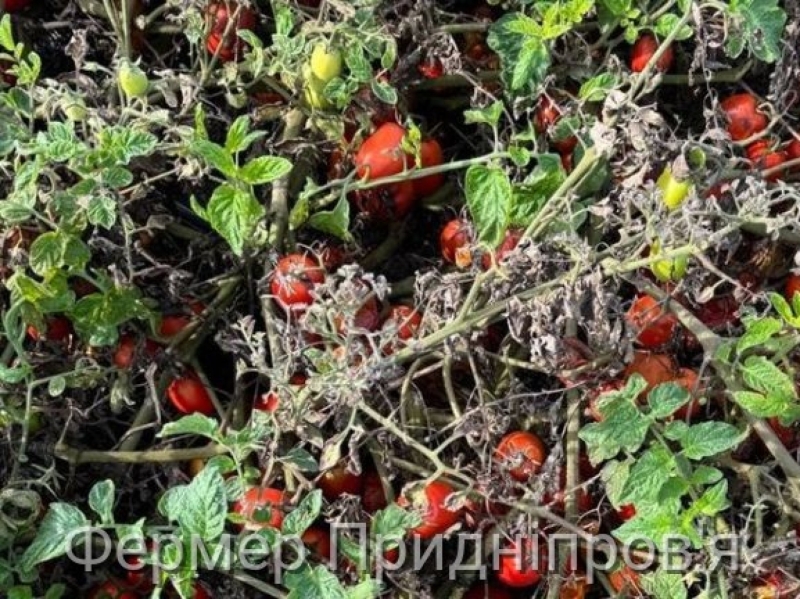 В овочівництва Польщі криза через низькі ціни на продукцію