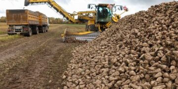 В Україні збирання цукрових буряків перетнуло екватор