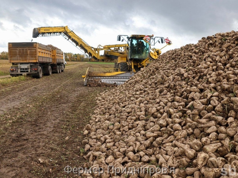 В Україні збирання цукрових буряків перетнуло екватор