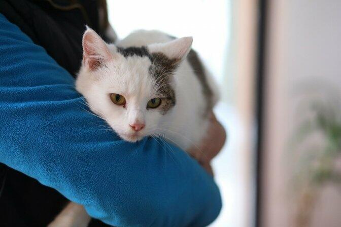 Жорстокість у школі: в Миколаєві жінка знущалась із кота у присутності дітей