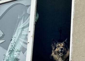 «12 вартових» — команда, що рятує тварин від війни