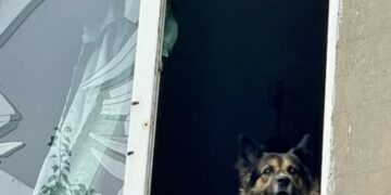 «12 вартових» — команда, що рятує тварин від війни