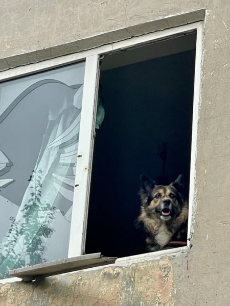 «12 вартових» — команда, що рятує тварин від війни