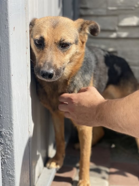 «12 вартових» — команда, що рятує тварин від війни