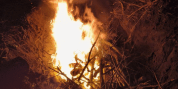 “Трупи спалено і захоронено”: на Тернопільщині виявлено спалах жахливої хвороби (ФОТО)