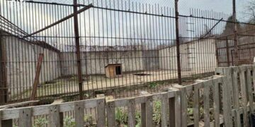 У Хмельницькому з приватного центру втекли дві левиці