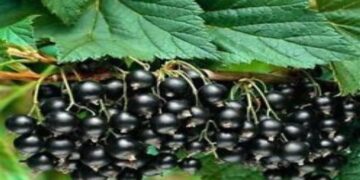 “Якщо обробити цим розчином сад у листопаді, то урожай смородини влітку стане грандіозним”: названо секретний лайфхак