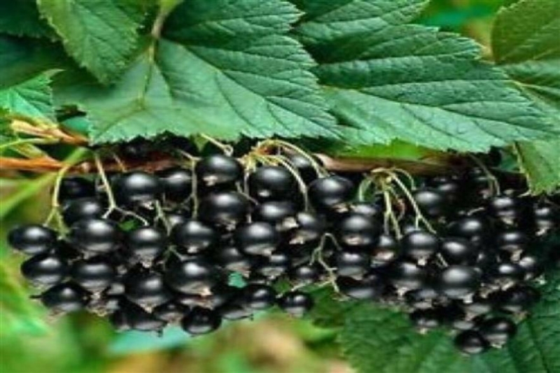 "Якщо обробити цим розчином сад у листопаді, то урожай смородини влітку стане грандіозним": названо секретний лайфхак