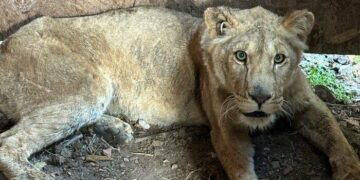 Утримував левів без дозволів: у Хмельницькому власнику притулку повідомили про підозру