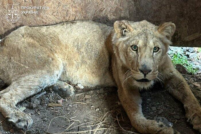 Утримував левів без дозволів: у Хмельницькому власнику притулку повідомили про підозру