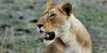 Утікач на волі: околицями обласного центру розгулює левиця, яка вирвалася з реабілітаційного центру