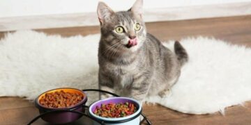 Як самостійно визначити якість корму без аналізів