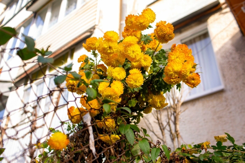 Квітуча осінь у Франківську: місто потопає у осінніх квітах (ФОТО)