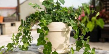 Рослини, що приносять сварки: прикмети, про які мало хто знає