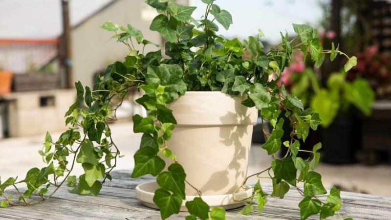 Рослини, що приносять сварки: прикмети, про які мало хто знає