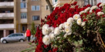 Квітуча осінь у Франківську: місто потопає у осінніх квітах (ФОТО)