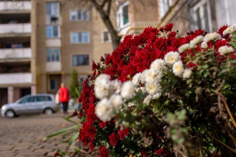 Квітуча осінь у Франківську: місто потопає у осінніх квітах (ФОТО)
