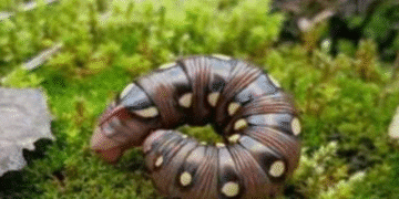 “8-сантиметрову рогату гусінь виявили у Чорнобилі”: яка істота вилізе з неї навесні?