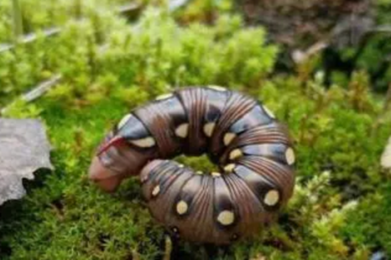 "8-сантиметрову рогату гусінь виявили у Чорнобилі": яка істота вилізе з неї навесні?