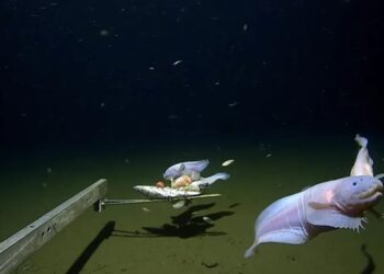 На глибині 8,3 км: вчені зафіксували найглибшого мешканця океану