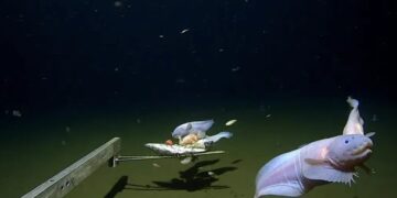 На глибині 8,3 км: вчені зафіксували найглибшого мешканця океану