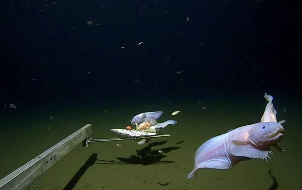 На глибині 8,3 км: вчені зафіксували найглибшого мешканця океану