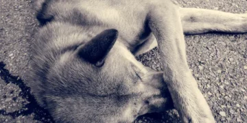 На Одещині чоловік застрелив собаку односельця — справу передали до суду