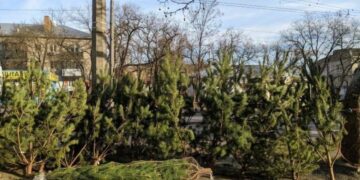 Ялинковий старт: у Миколаєві визначили 70 місць продажу новорічних дерев та прикрас