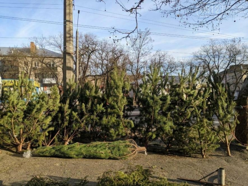 Ялинковий старт: у Миколаєві визначили 70 місць продажу новорічних дерев та прикрас