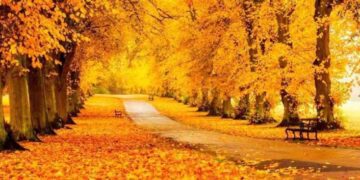 Коли за вікном осінь: як зберегти тепло всередині