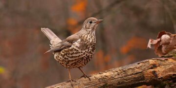 Криворізький фотограф зробив чудове фото чудової пташки