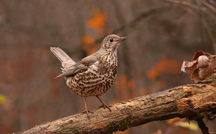 Криворізький фотограф зробив чудове фото чудової пташки