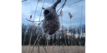 На Дніпропетровщині побачили дивний пташиний будинок