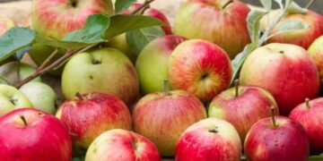 НА ДНІПРОПЕТРОВЩИНІ САДОВОДИ ВТРАТИЛИ ЗАМАЛО НЕ 95 ВІДСОТКІВ ЯБЛУК