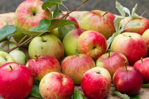 НА ДНІПРОПЕТРОВЩИНІ САДОВОДИ ВТРАТИЛИ ЗАМАЛО НЕ 95 ВІДСОТКІВ ЯБЛУК