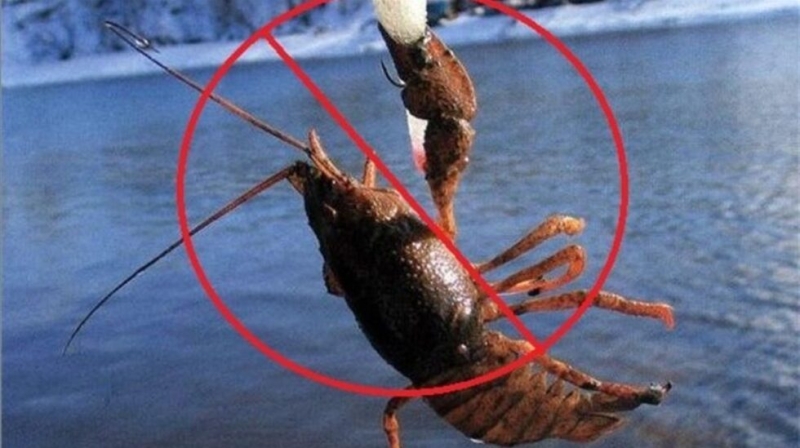 На Сумщині з 1 грудня заборонено ловити раків