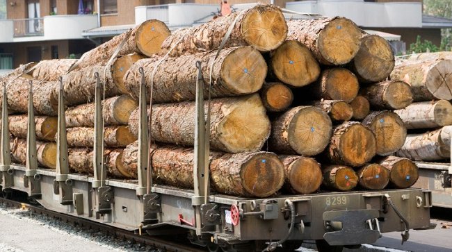 Після поїздки на Рівненщину прем’єрка заборонить вивіз української деревини за кордон
