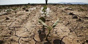 Посуха й заморозки вдарили по врожаю: Миколаївщина втратила сотні тисяч гектарів посівів